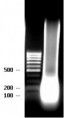 Ready to SureChIP J-JHAN chromatin